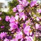 В Ботаническом саду Уфы началось массовое цветение