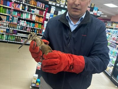 В уфимский магазин залетела птица, которую приняли за опасного хищника