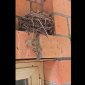 Во дворе дома Главы Башкирии поселилось птичье семейство