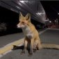 В Башкирии лисы регулярно приходят на станцию Инзер встречать поезда