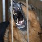 В Башкирии установлены новые штрафы за выгул опасных собак без намордника