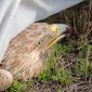 В Башкирии нашли орла-могильника с травмированным крылом