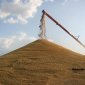 Прошлогодние запасы зерна аграрии Башкирии резервируют под семена 2025 года