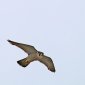 Самка сокола-сапсана вернулась в Уфу с травмированным крылом