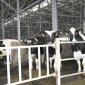 В Башкирии за пять лет молочная продуктивность хозяйств выросла на 22%