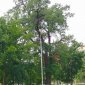 Старинный дуб из Уфы участвует в конкурсе «Российское дерево года – 2024»