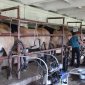 Фермер в Башкирии получил 8-миллионный грант на производство кумыса