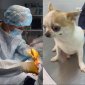 Уфимские ветеринары провели уникальную операцию собаке с гидроцефалией