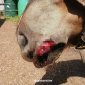 В Уфе бойцовский пес откусил у пони часть губы