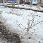 В Башкирии вандалы второй год подряд уничтожают саженцы деревьев в аллее