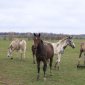 Стала известна причина гибели пяти лошадей и жеребенка в Башкирии с «непонятными ранами»