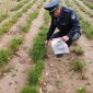 50 тысяч саженцев сосны из Башкирии высадят в Казахстане