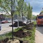 В Уфе на улице Гоголя высадили новые деревья
