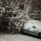 В Уфе зафиксировано 15 случаев падения деревьев: повреждены 10 машин