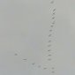 В Башкирии заметили в небе стаю лебедей