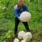 Житель Башкирии нашел гигантские грибы