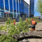 В Уфе на улице Кольской начали менять деревья