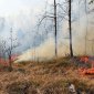 В Башкирии значительно снизилось число очагов лесных пожаров