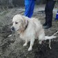 Жительница Башкирии утонула в пруду во время прогулки с собакой