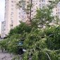 В Уфе при падении дерева на легковой автомобиль пострадал водитель