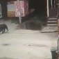 В поисках еды: в Башкирии в заповедник «Шульган-Таш» вновь пришли медведи