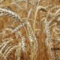 Башкирия экспортировала крупную партию зерна в Казахстан и Киргизию