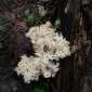 В Башкирии расцвел удивительный гриб