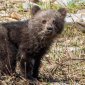 В поисках мамы: в нацпарке «Башкирия» заметили одинокого медвежонка