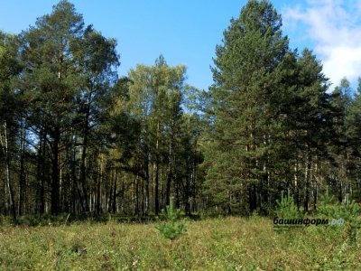 Малому бизнесу предлагается для заготовки 11 лесных участков в Башкирии