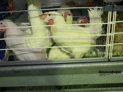 В Башкирии на инкубаторной станции массово погибла птица: причина пока не установлена