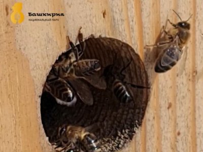 В нацпарке «Башкирия» пчелы начали выходить из зимовки