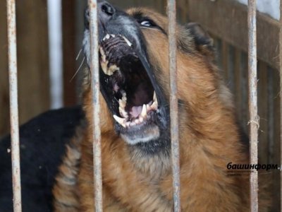 В Башкирии возросло число укушенных собаками людей