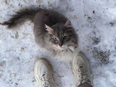 В Уфе появилась кошка-«хатико»: она ждет погибшую в пожаре на улице Сазонова хозяйку