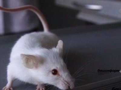 Роспотребнадзор опубликовал данные по заболеваемости мышиной лихорадкой в Башкирии