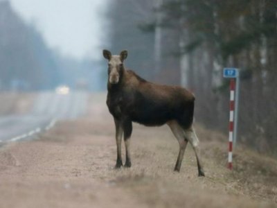 В Башкирии с начала года произошло более 100 аварий с участием диких животных