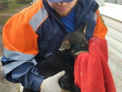В Башкирии спасатели помогли упавшему в погреб щенку