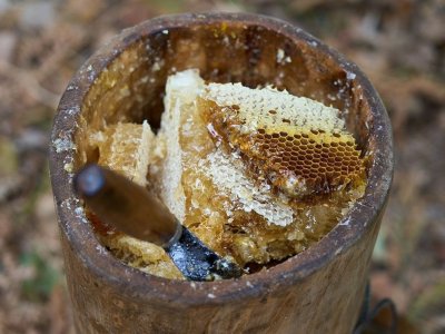 В Башкирии в заповеднике «Шульган-Таш» дали прогноз по сбору мёда в этом году