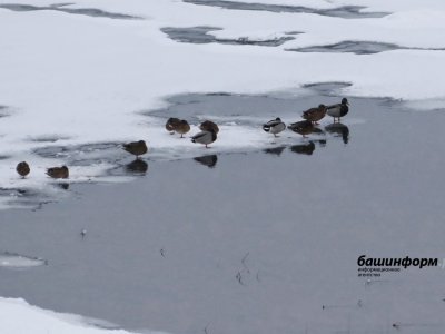 Жителям Башкирии объяснили, нужно ли помогать птицам на замерзающих водоемах