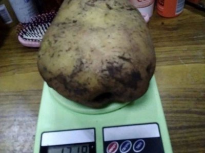 В Абзелиловском районе огородник вырастил рекордный картофель