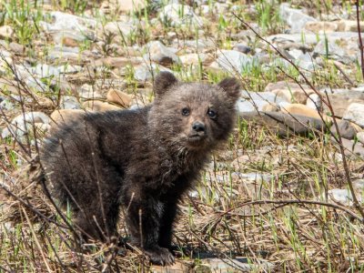 Одинокий медвежонок из Башкирии нашел маму