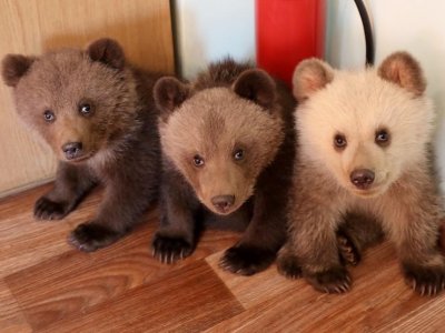 Косолапое пополнение: в уфимском вольере родились пять медвежат