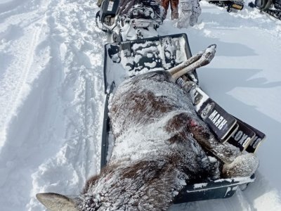 В Башкирии браконьеры убили трех лосей