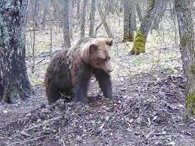 В объектив фотоловушки в Башкирии попал медведь, решивший полакомиться чужим кормом
