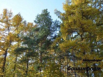 В Башкирии значительно сократились объемы незаконных вырубок леса