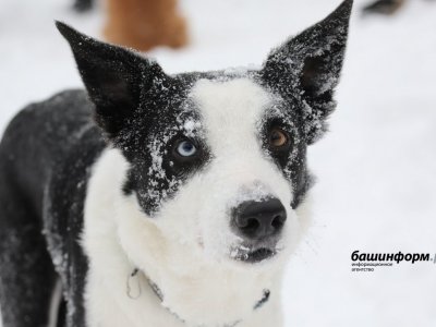 Голосуем за Торина! Собака-спасатель, герой статьи «Башинформа», участвует в международной премии
