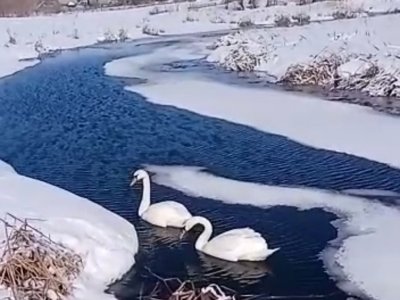 В Башкирию после зимовки начали возвращаться лебеди