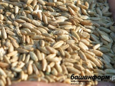 Отпускные цены на сельхозпродукцию в Башкирии за год выросли на 1%