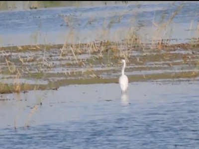 В Башкирии засняли на видео краснокнижную белую цаплю