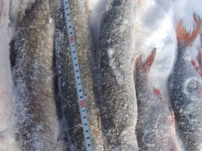 720 метров изъятых сетей: в природном парке Башкирии поймали рыбака-браконьера