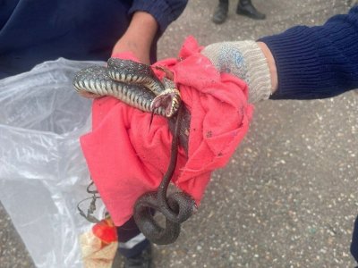 На территорию детсада в Башкирии заползла змея